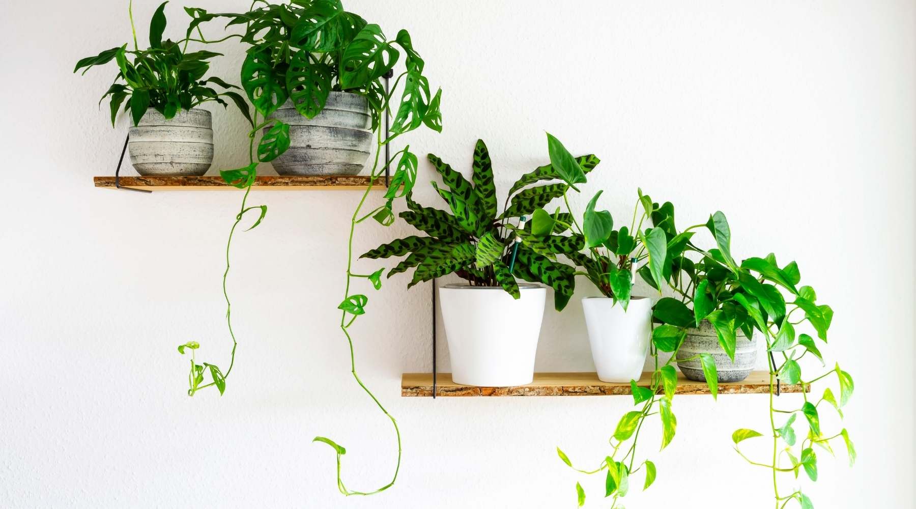 A Guide To The Perfect Plants For Shelves – BloomBoxClub USA