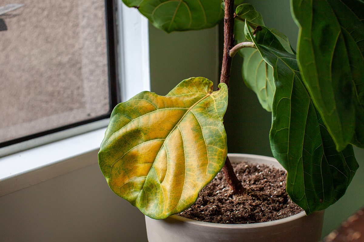 7 Common Houseplant Problems - Dennis' 7 Dees | Landscaping Services &  Garden Centers