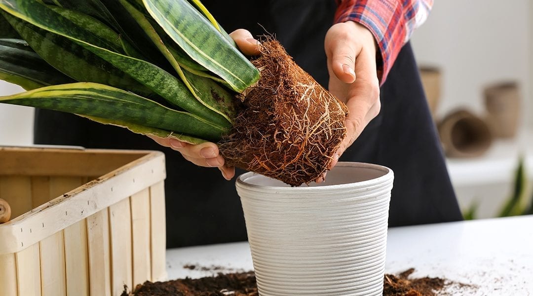 Houseplant Repotting, Explained | Platt Hill Nursery | Blog & Advice